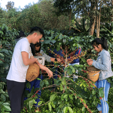 Lab Signal - Trip Coffee®